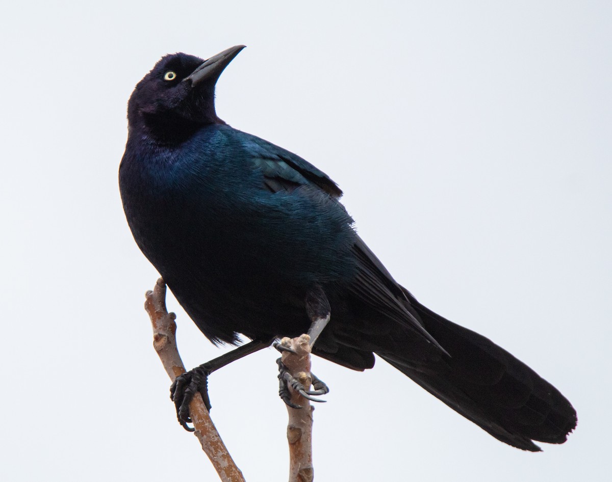 Boat-tailed Grackle - ML430672751