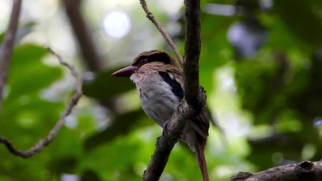 Sulawesi Lilac Kingfisher - ML430679191