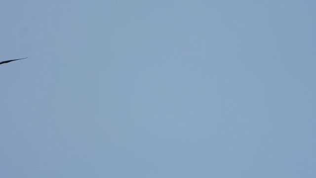 白斑軍艦鳥 - ML430680181