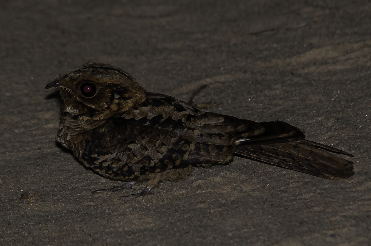Long-tailed Nightjar - David Bishop