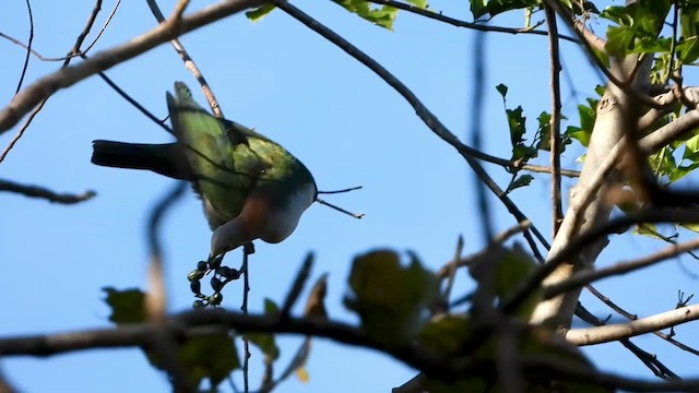 Green Imperial-Pigeon (Rufous-naped) - ML430680821