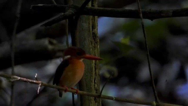 Sulawesi Dwarf-Kingfisher - ML430681421