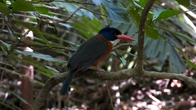 Green-backed Kingfisher (Blue-headed) - ML430681441