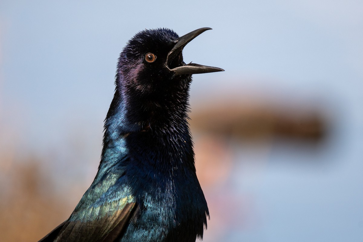 Boat-tailed Grackle - ML430681811