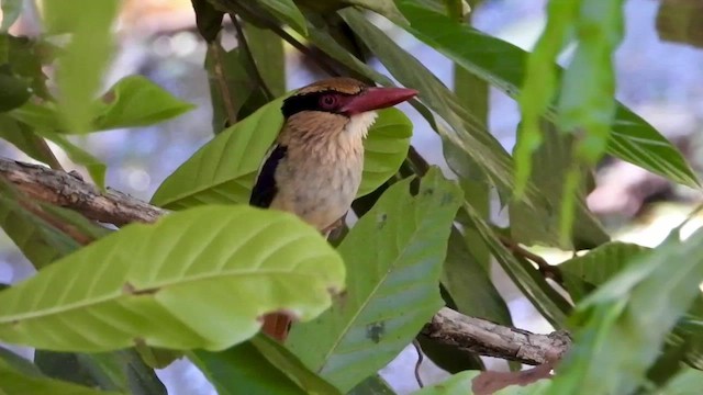 Sulawesi Lilac Kingfisher - ML430681831