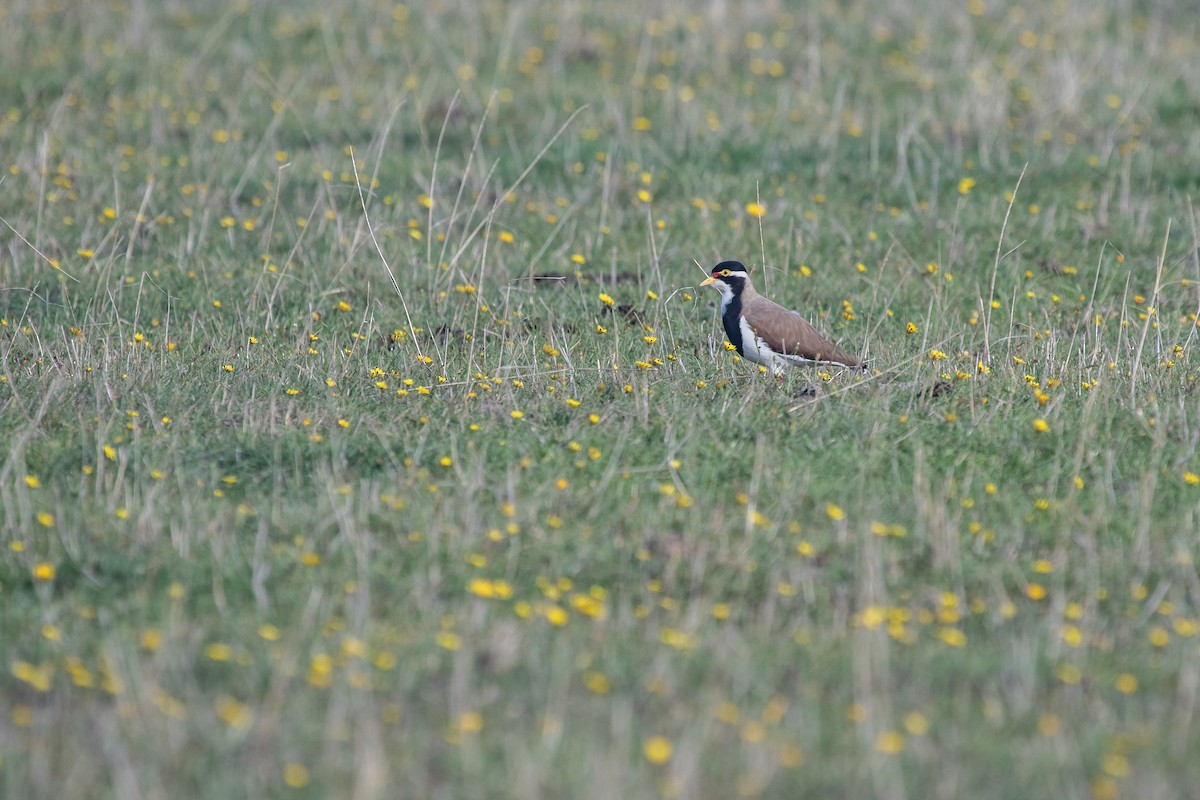 Banded Lapwing - ML430682041