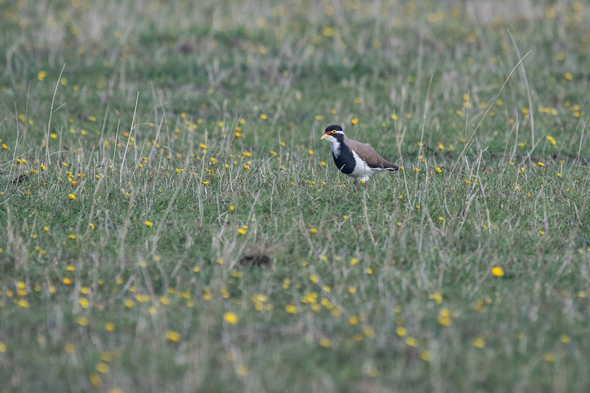 Banded Lapwing - ML430682051