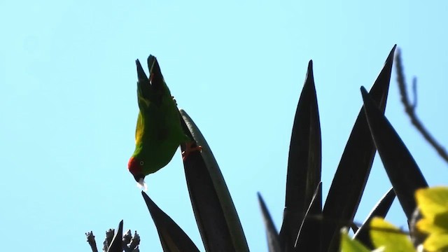 Sulawesi Hanging-Parrot - ML430682471
