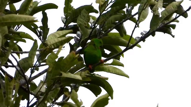 Sulawesi Hanging-Parrot - ML430682541