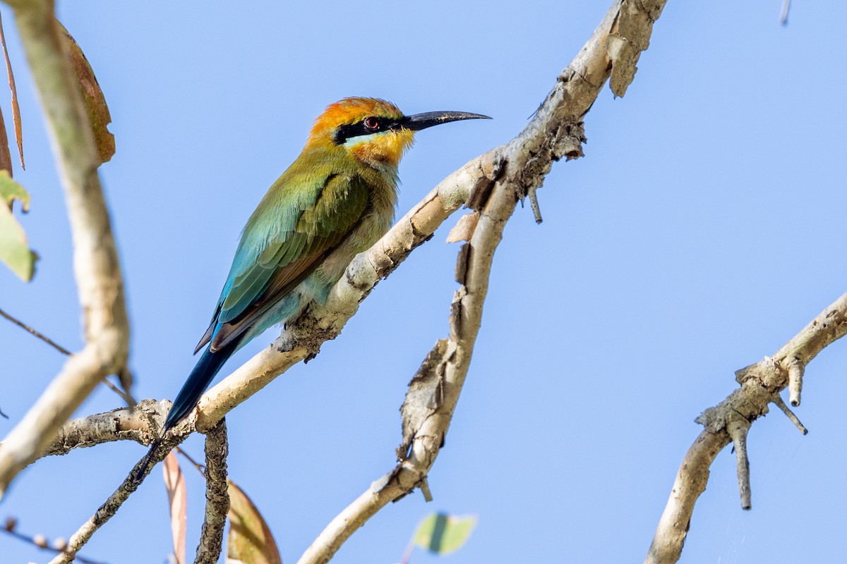 Rainbow Bee-eater - Imogen Warren