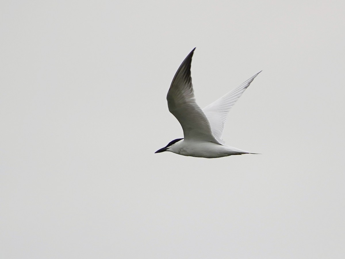 Gull-billed Tern - Sam Lin