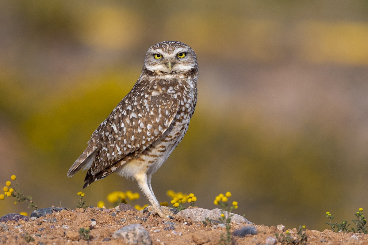 Burrowing Owl - Lorenz Crespo