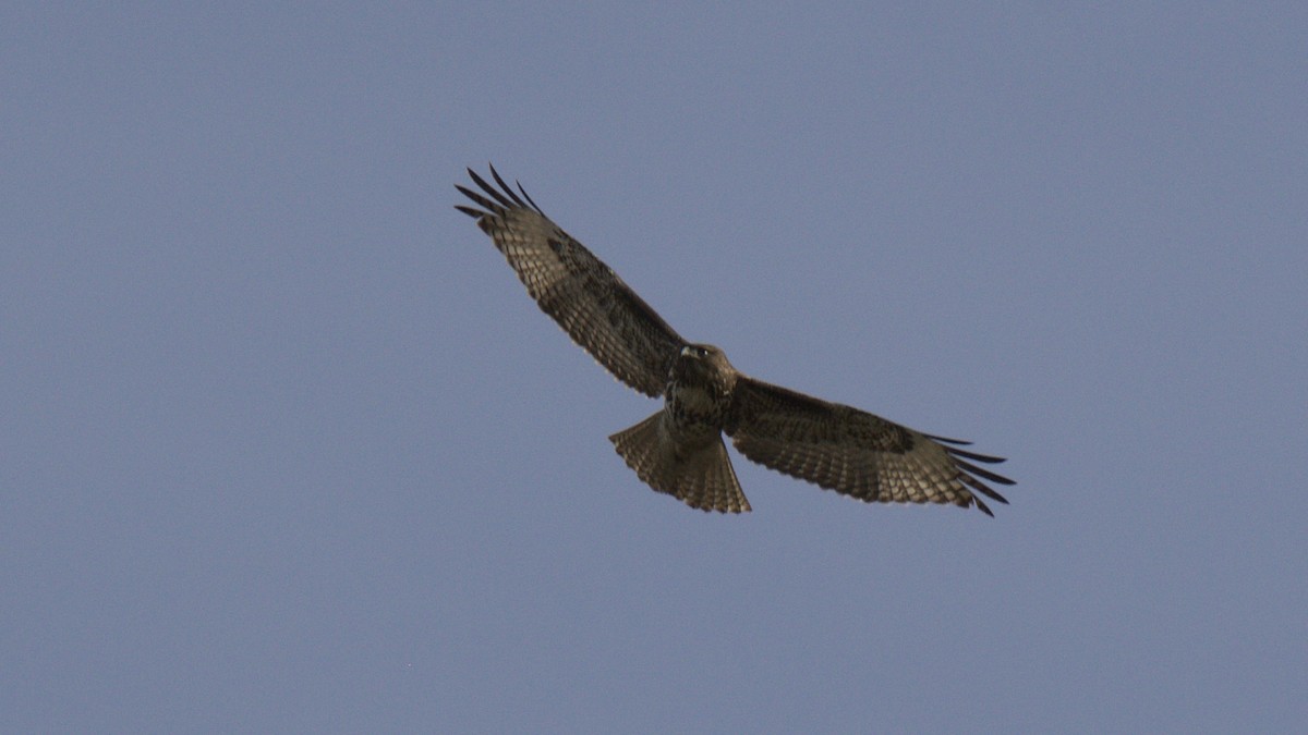 Red-tailed Hawk - ML430689161