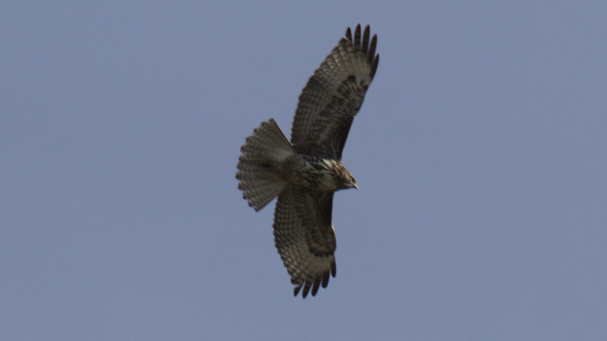 Red-tailed Hawk - ML430689171