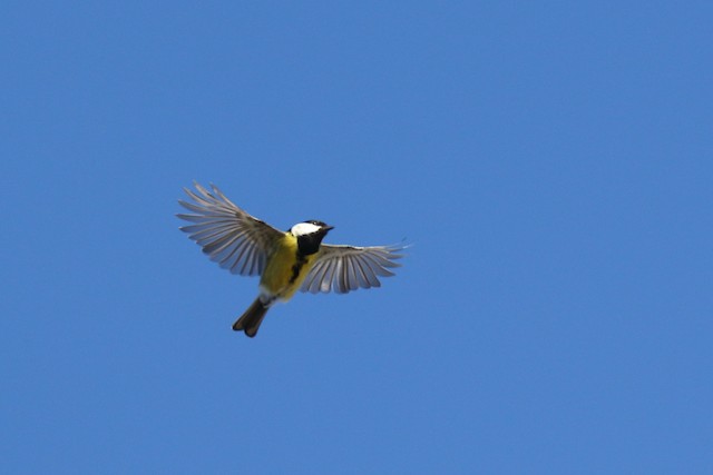 Flying. - Great Tit - 