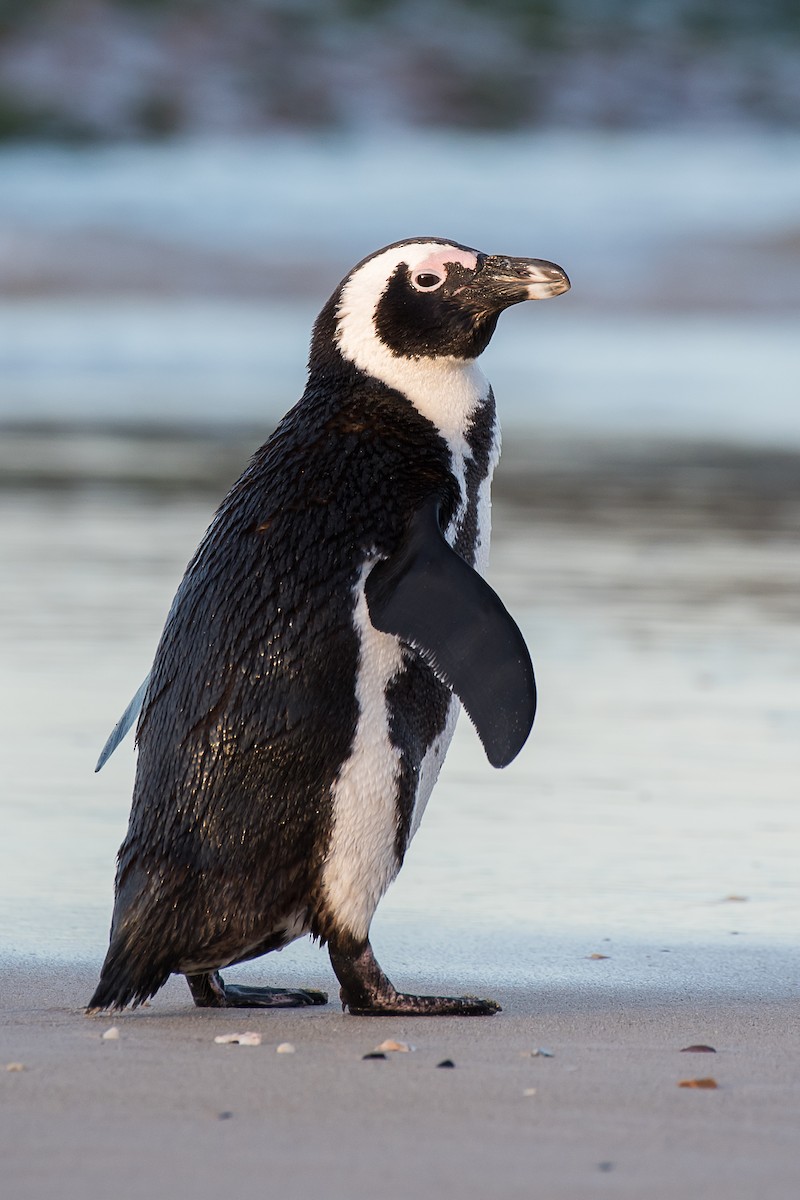 Pingüino de El Cabo - ML43069501