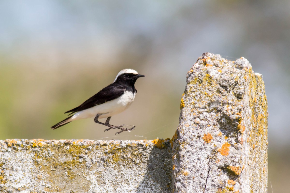 Pied Wheatear - African Googre