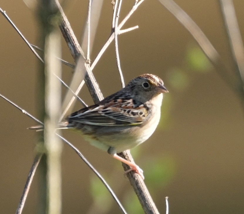 Grasshopper Sparrow - ML430701921