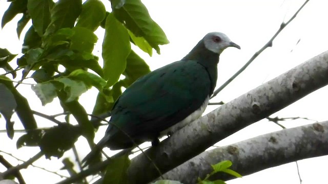 White-bellied Imperial-Pigeon - ML430709771