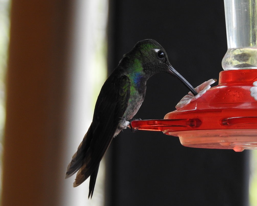 Violet-chested Hummingbird - ML430711461