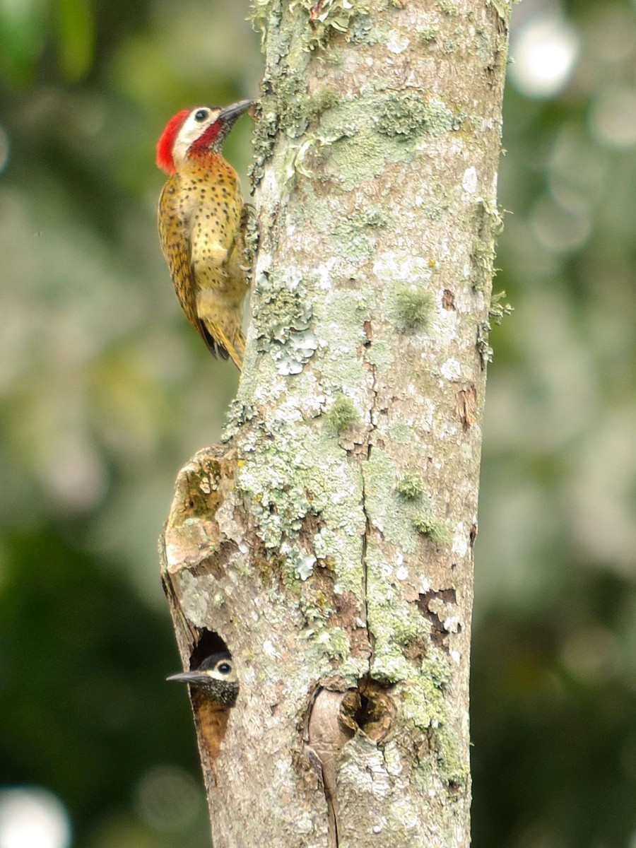 Spot-breasted Woodpecker - Neil Diaz
