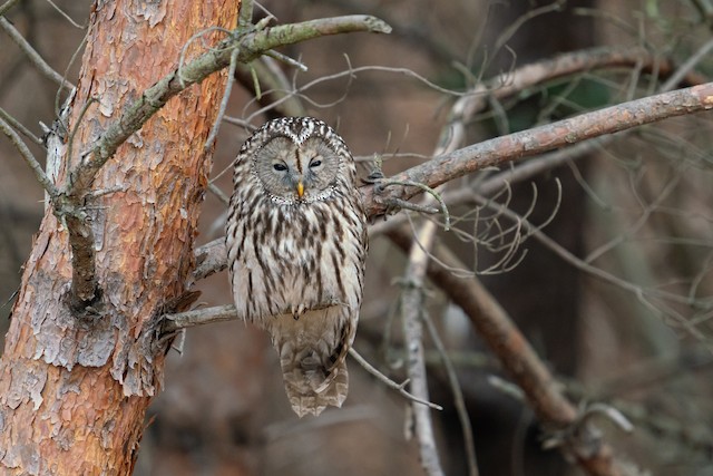 Frontal view (subspecies <em class="SciName notranslate">nikolskii</em>). - Ural Owl - 