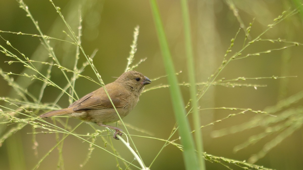 Yellow-bellied Seedeater - ML43071331