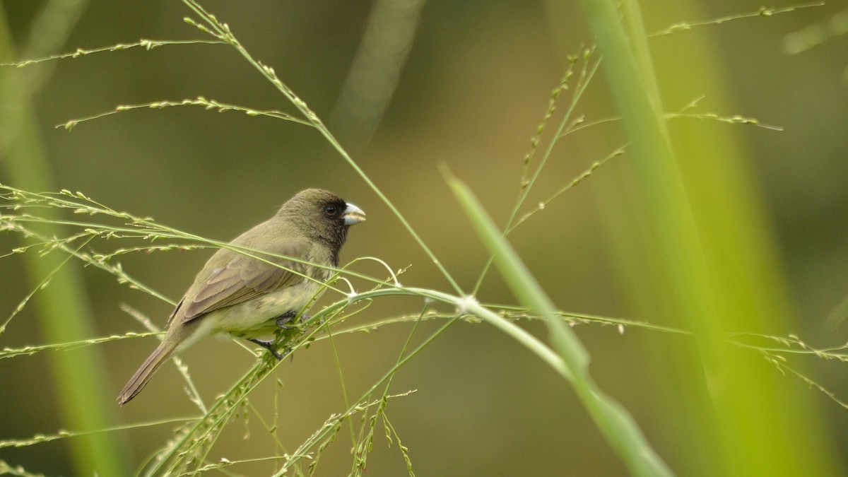 Yellow-bellied Seedeater - ML43071341