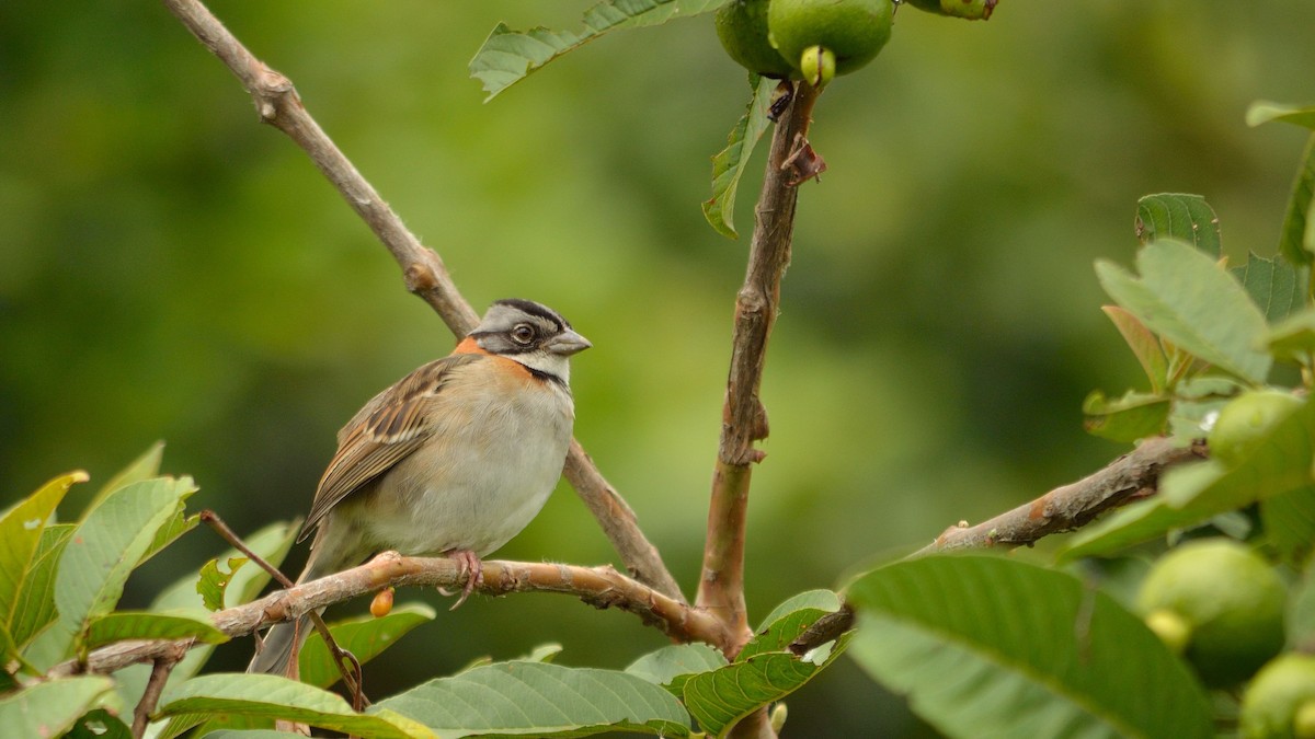 Rufous-collared Sparrow - Neil Diaz