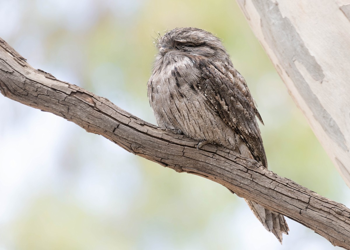 Tawny Frogmouth - Zebedee Muller