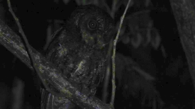 Sulawesi Scops-Owl - ML430713961
