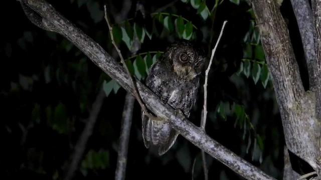 Sulawesi Scops-Owl - ML430713971
