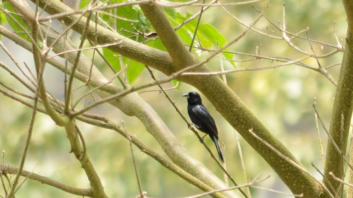 White-lined Tanager - ML43071411