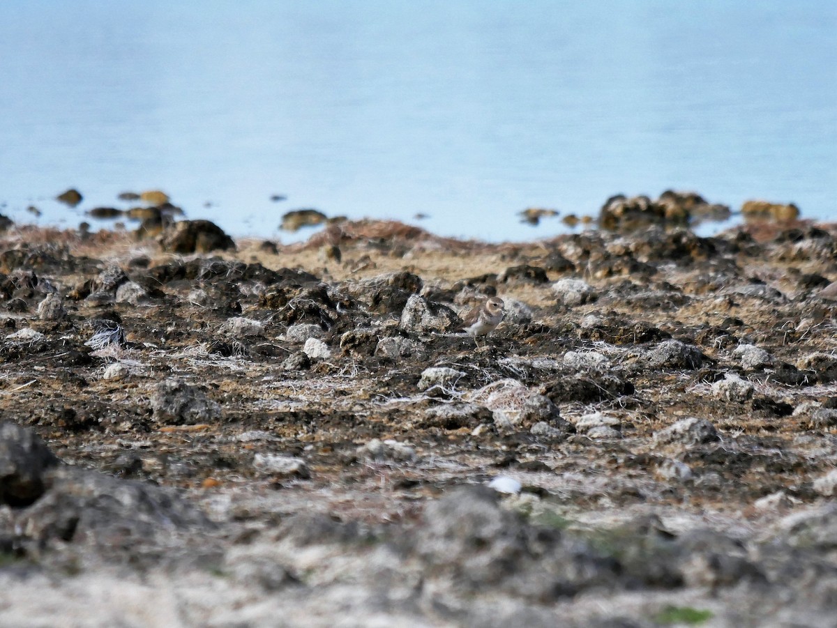 Double-banded Plover - ML430715121