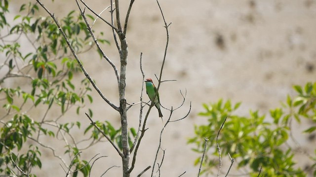 Blue-throated Bee-eater - ML430716851