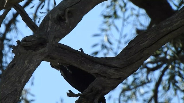 Black-bodied Woodpecker - ML430717991