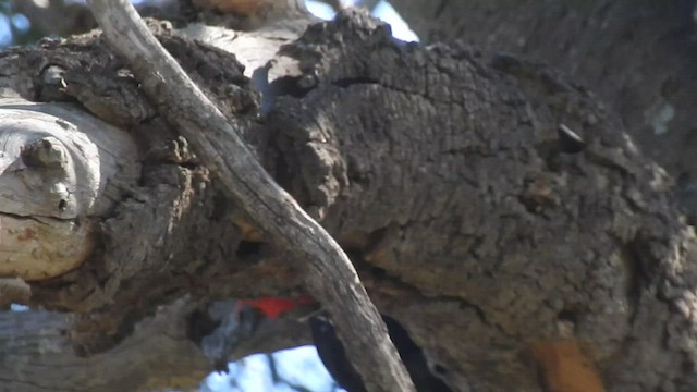 Black-bodied Woodpecker - ML430718071