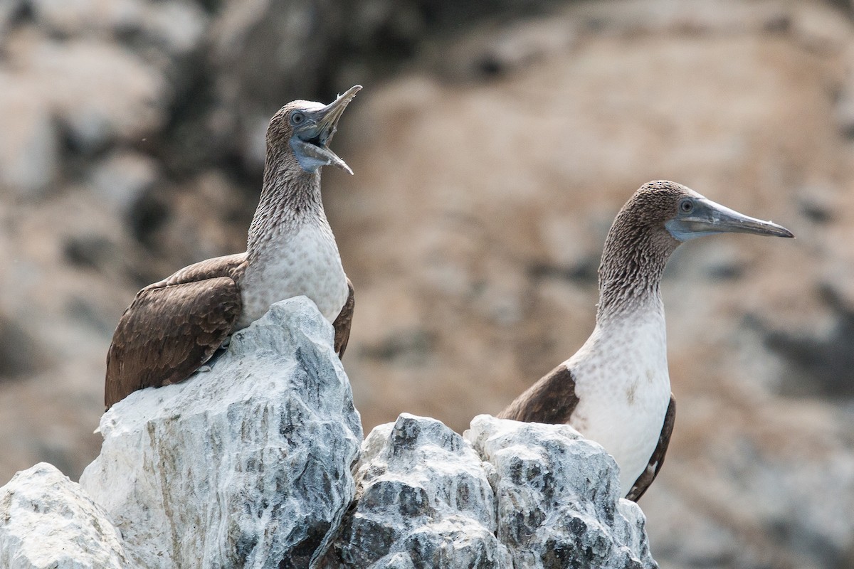 Blue-footed Booby - ML430722531