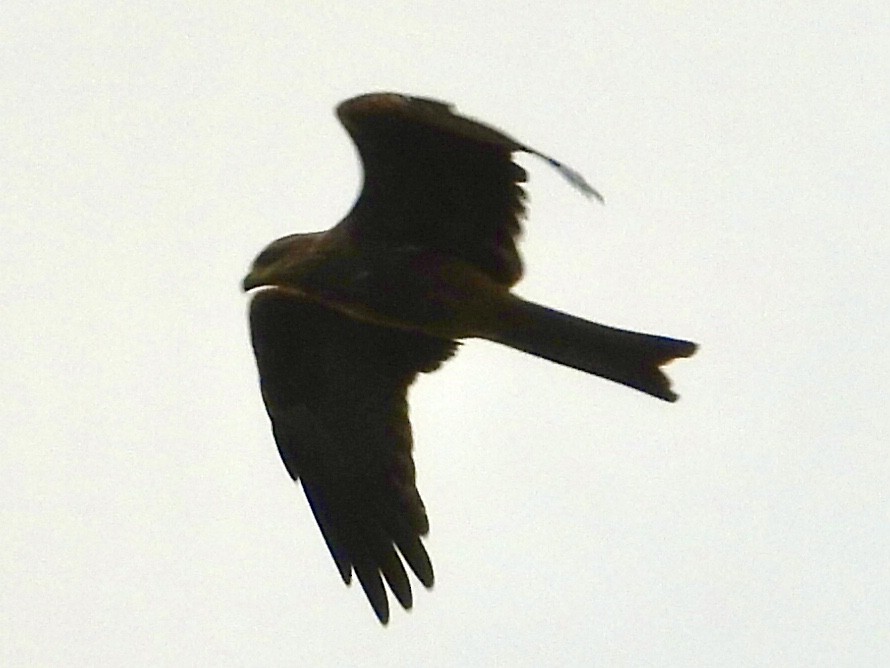 Black Kite - GARY DOUGLAS