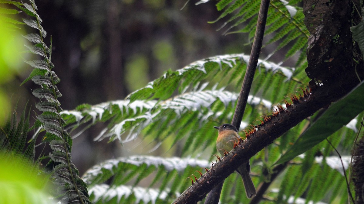 Rufous-breasted Flycatcher - ML43073201