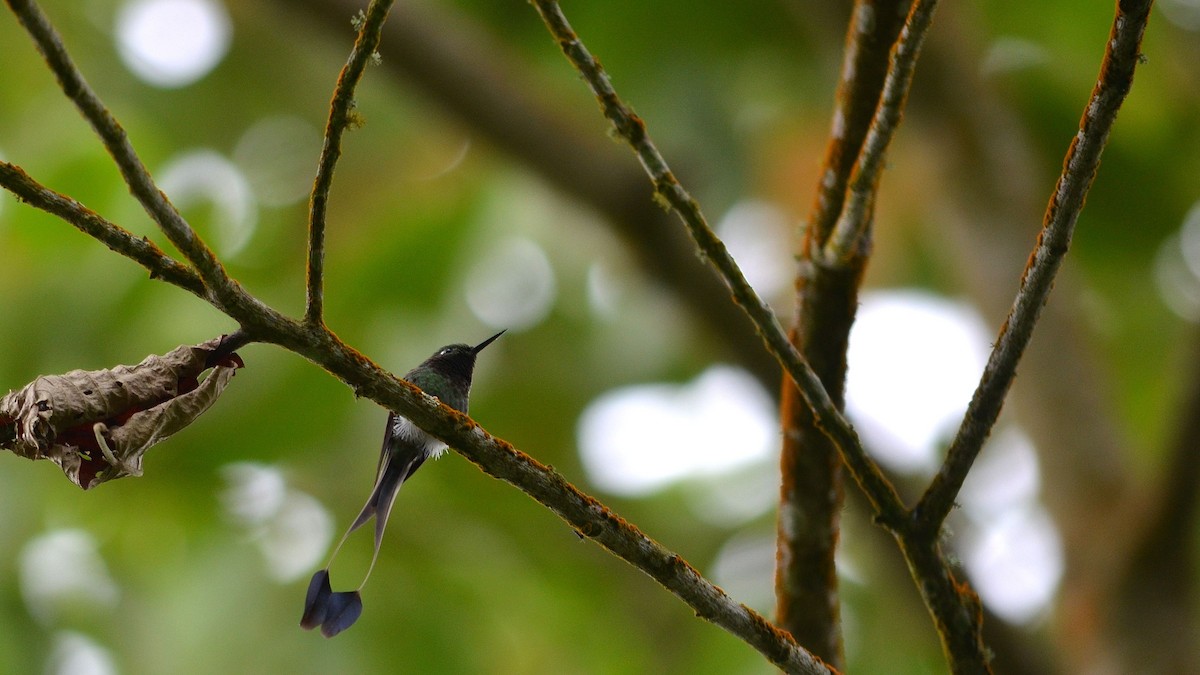White-booted Racket-tail - ML43073231
