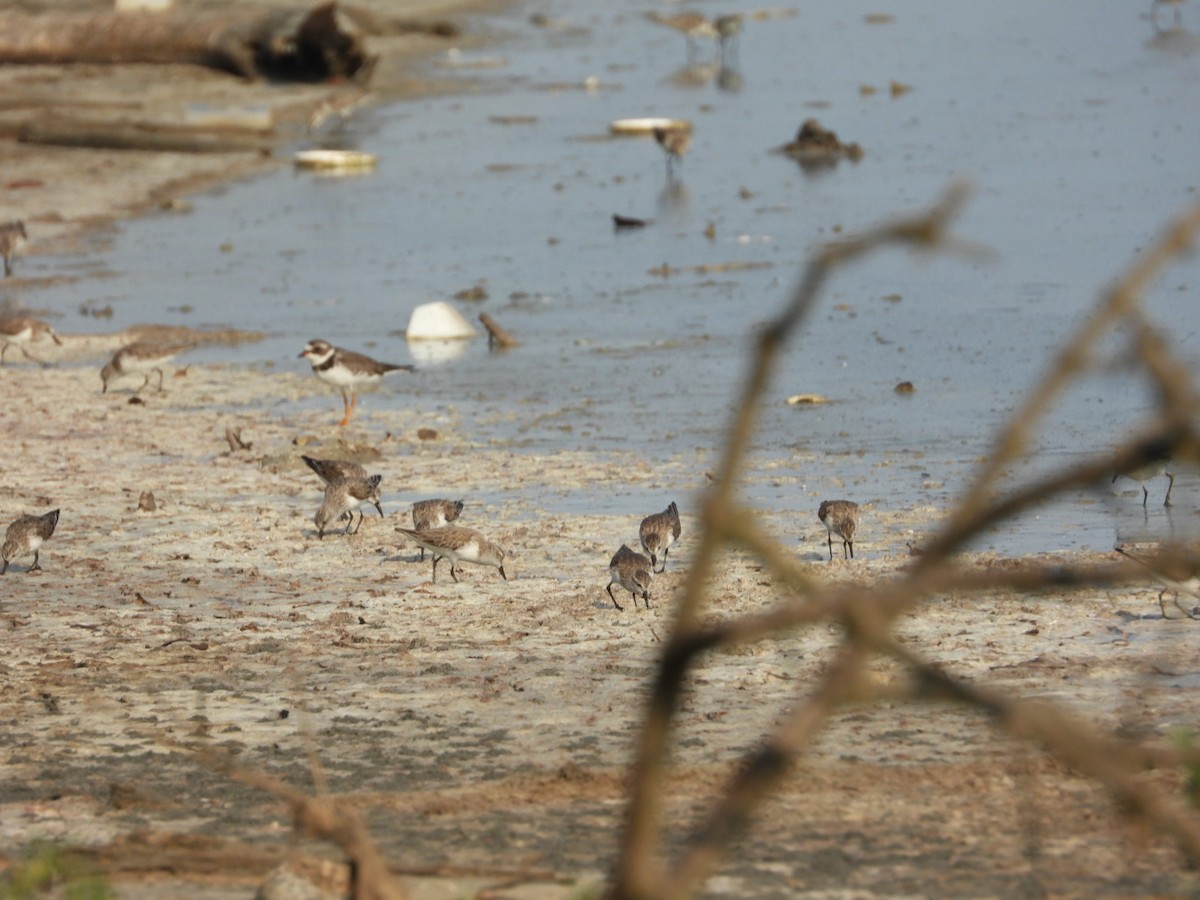 Collared Plover - ML430734471