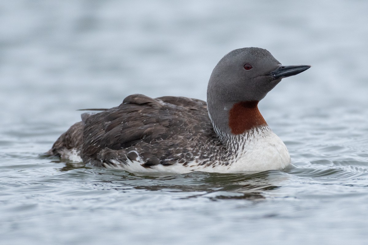 Red-throated Loon - ML430735081