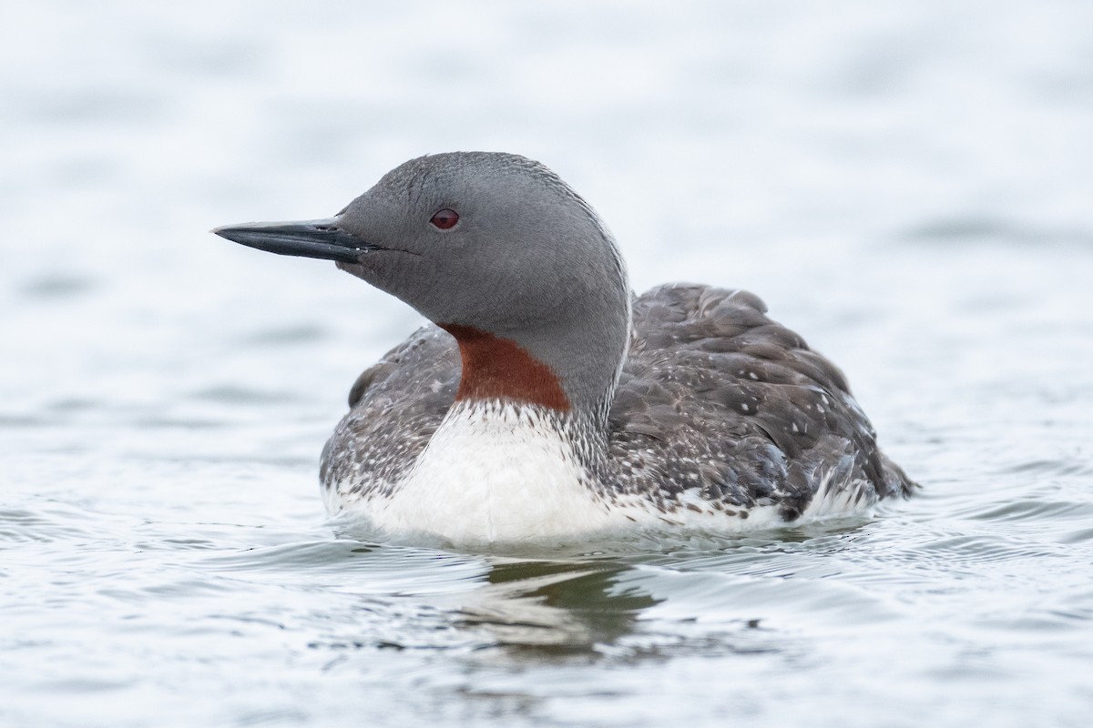 Red-throated Loon - ML430735091