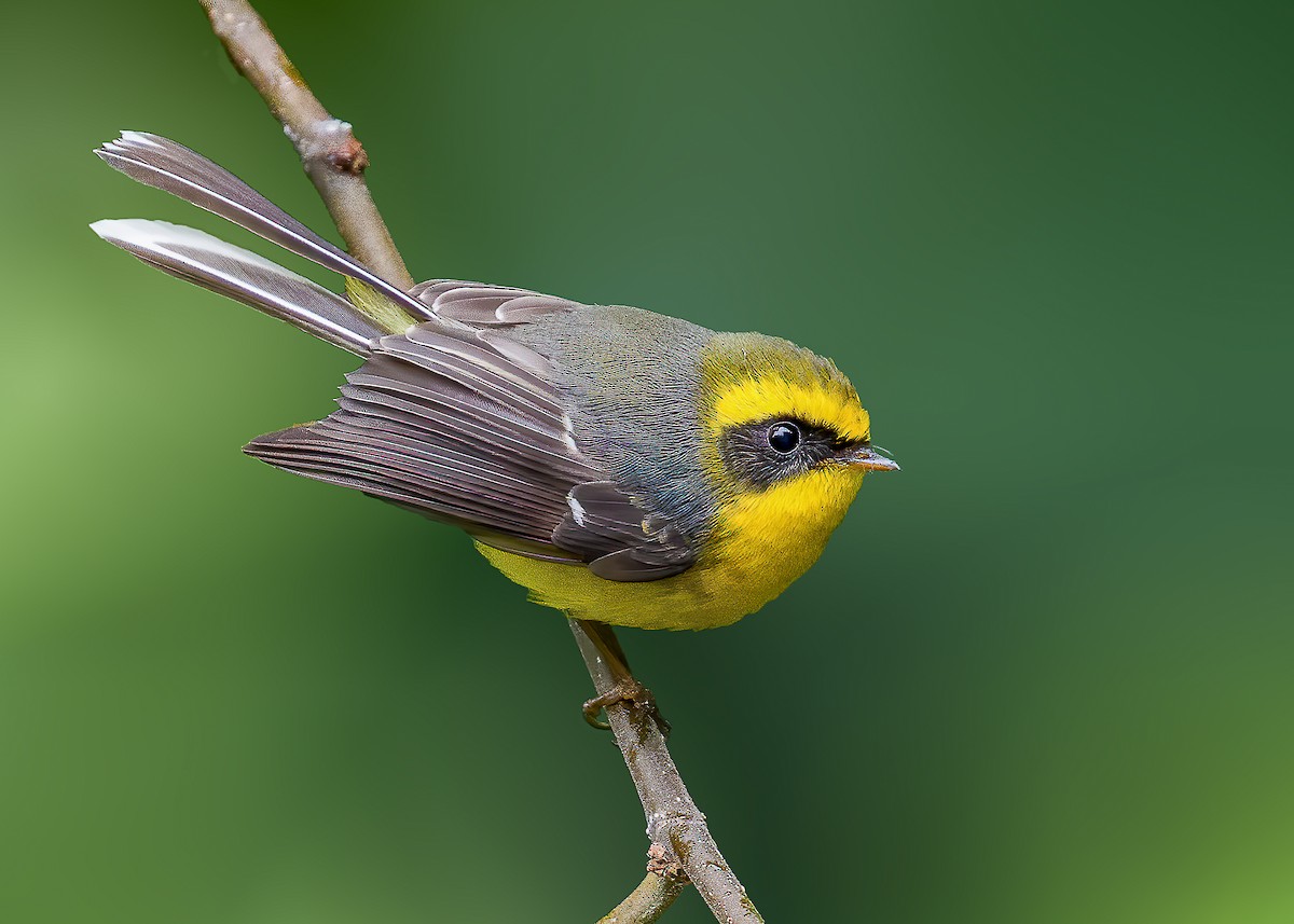 Yellow-bellied Fairy-Fantail - ML430738061