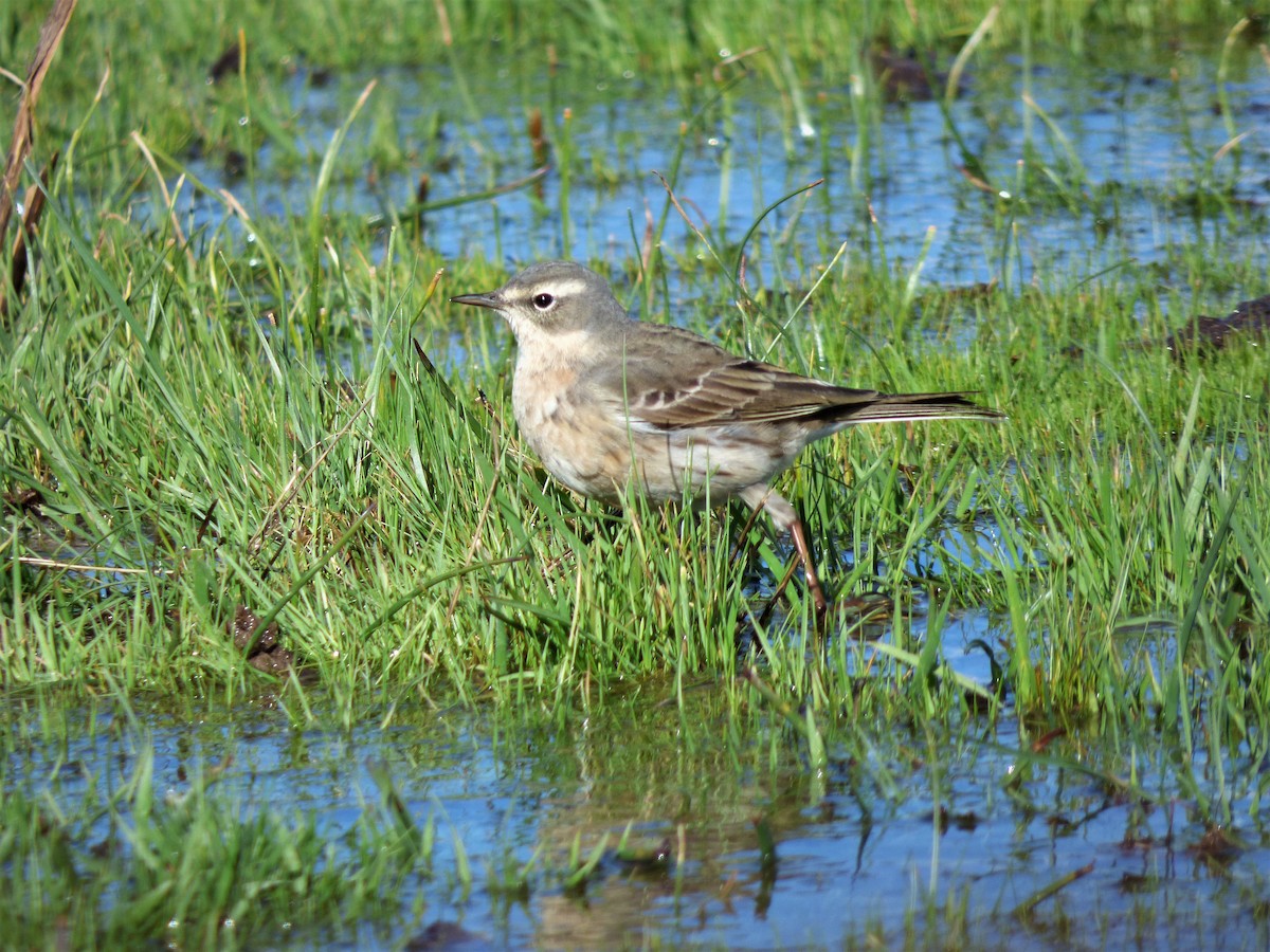 Water Pipit - ML430739501