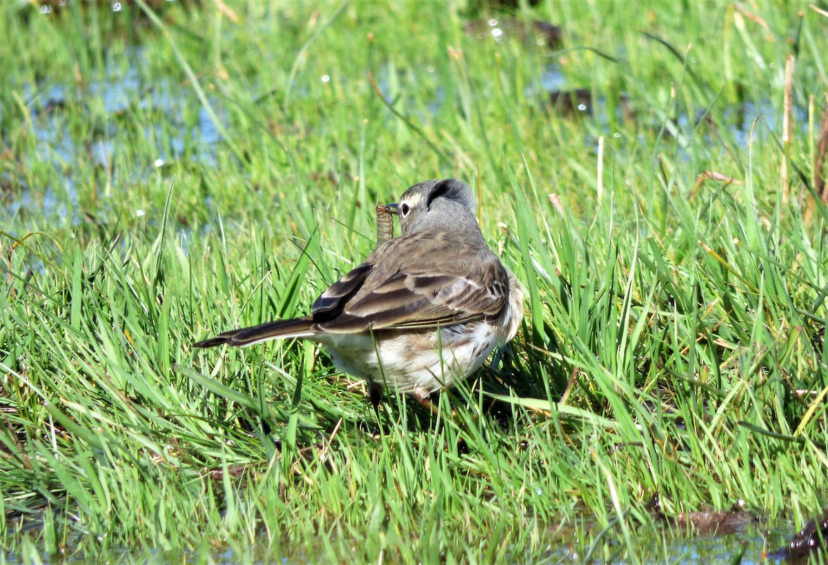Water Pipit - ML430739751