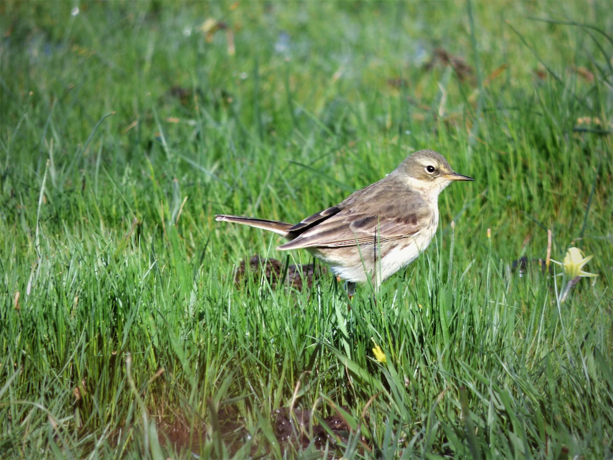 Water Pipit - ML430740301