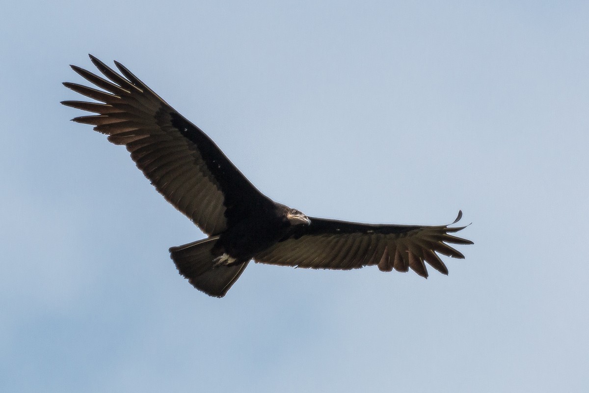 Lesser Yellow-headed Vulture - Torben Langer