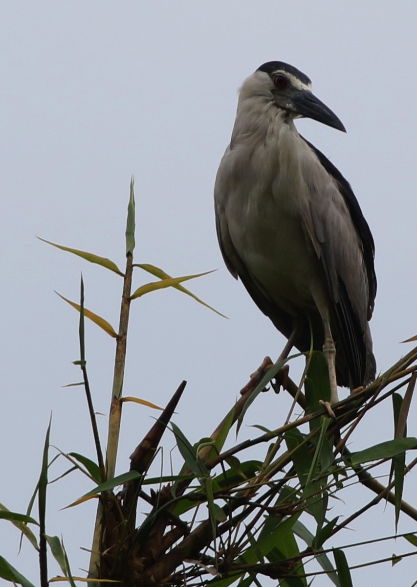 Black-crowned Night Heron - Derek Stokes
